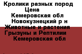 Кролики разных пород › Цена ­ 400 - Кемеровская обл., Новокузнецкий р-н Животные и растения » Грызуны и Рептилии   . Кемеровская обл.